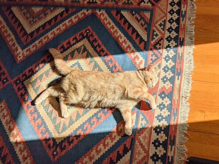 How Covid Changed My Relationship with My Cat