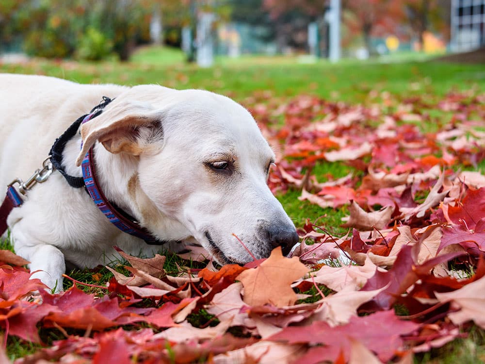 Dogs and Wild Mushrooms Don’t Mix