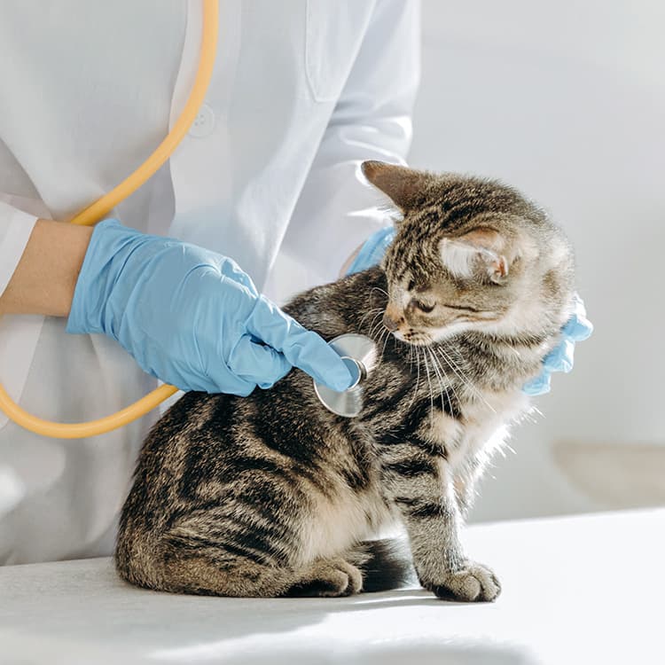 Kitten Deworming Guide: When, How, and Why You Should Deworm