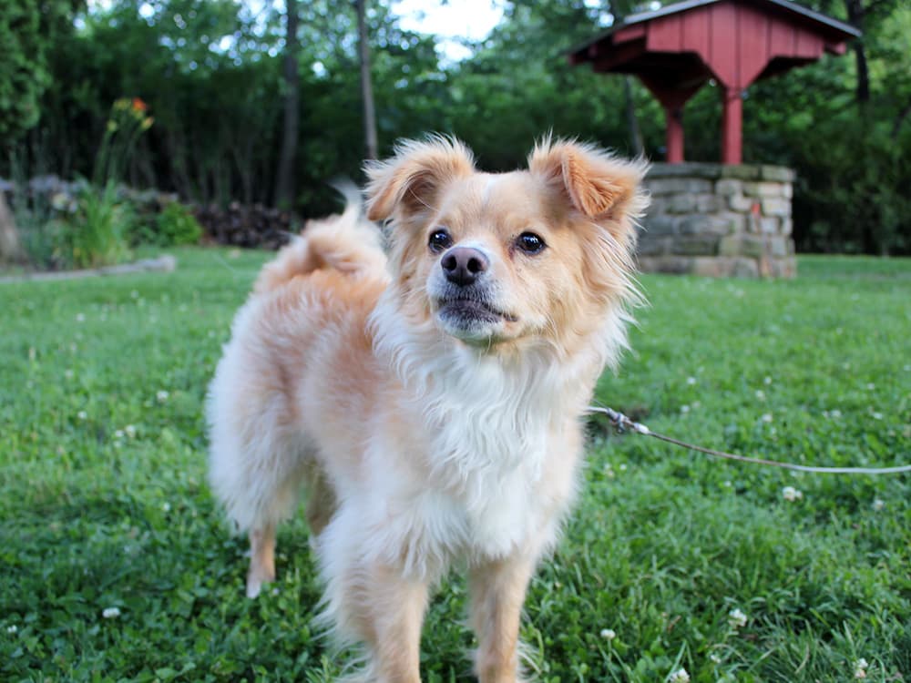 golden retriever / chihuahua
