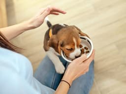Puppy-Feeding Schedule 101