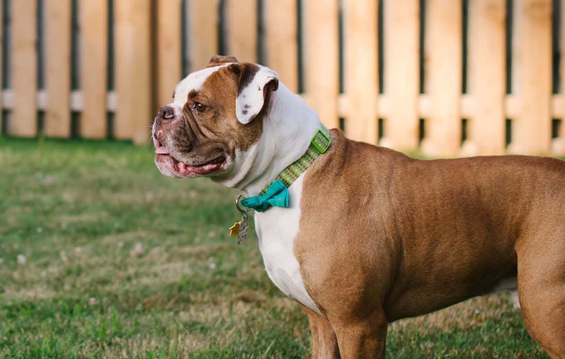 Do You Have to Pay to Rehome an American Bulldog?