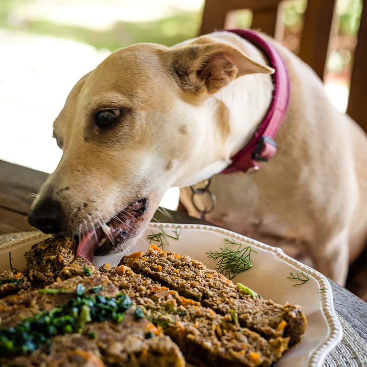 How to Cook a Wholesome Meatloaf For Your Dog