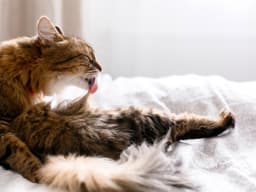 Is My Cat Going Bald?