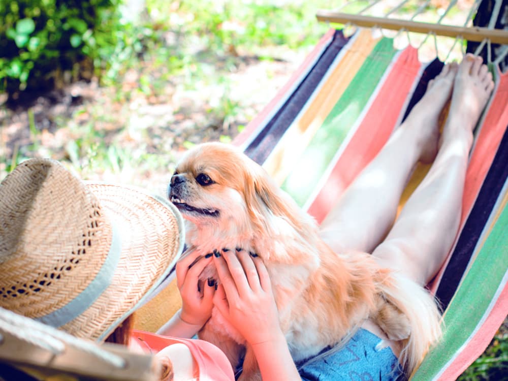 Pekingese dog in lap