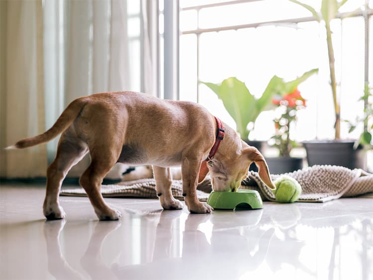 Blue Ridge Beef Has Recalled Puppy and Kitten Food in These 16 States