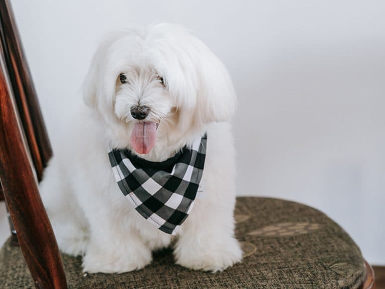 Maltese