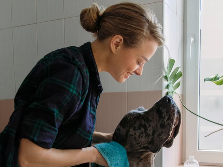 Should You Clean Your Dog’s Ears at Home?