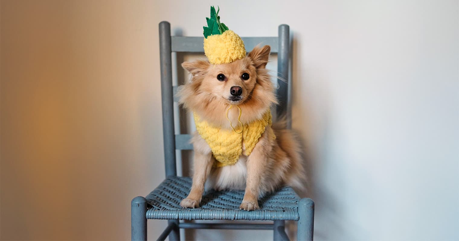 200+ Food Names for Dogs Who Love to Eat
