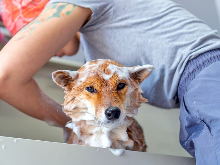 Why You Need to Switch to Natural Dog-Grooming Products