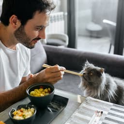 Can Cats Eat Rice?