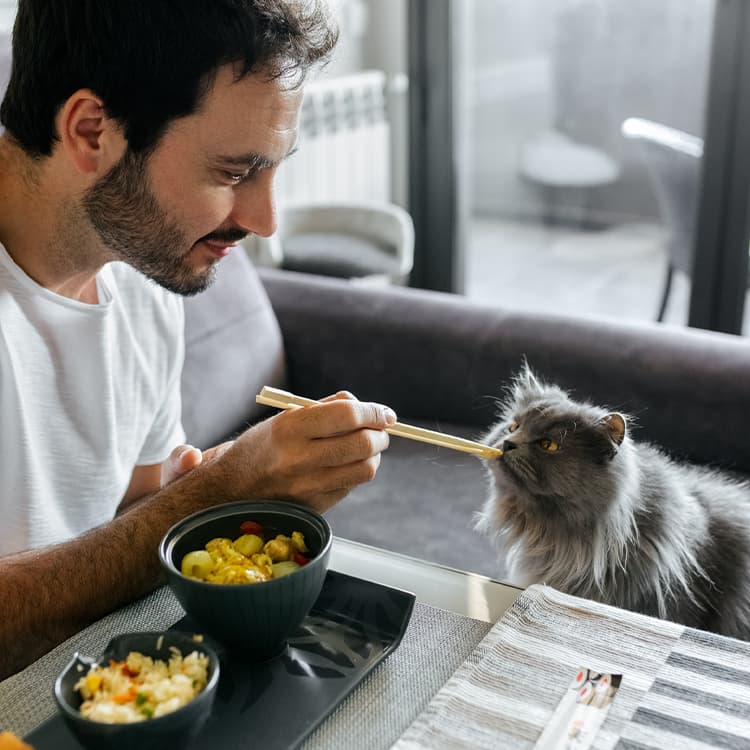 Can Cats Eat Rice?