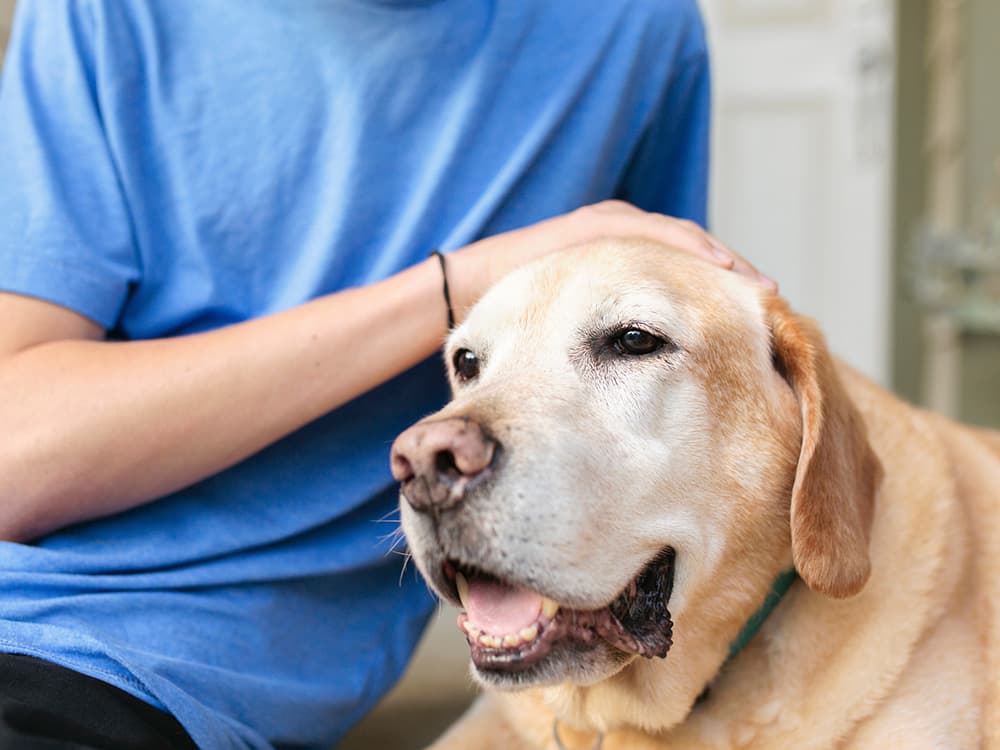 Anticipatory Grief for an Aging—or Even Young—Pet Is a Very Real Thing