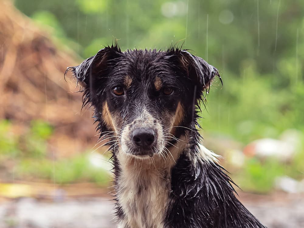 How to Help Animals Impacted by Hurricane Ida