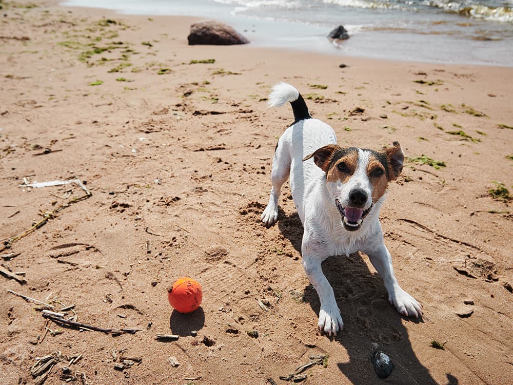 A Tail-Wagging Dog Isn’t Always a Happy Dog