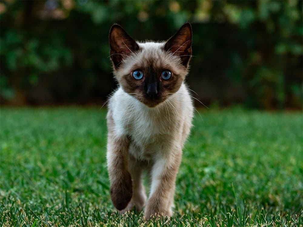 siamese kitten walking in grass