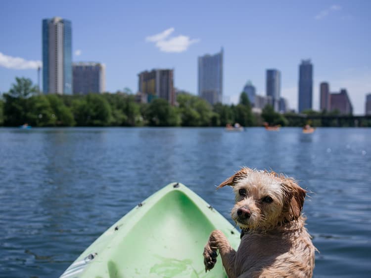 How to Visit Dog-Friendly Austin with Your Pup
