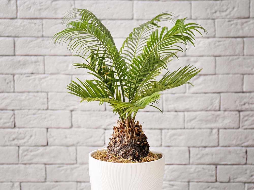 Two Georgia Dogs Died After Consuming the Toxic Sago Palm