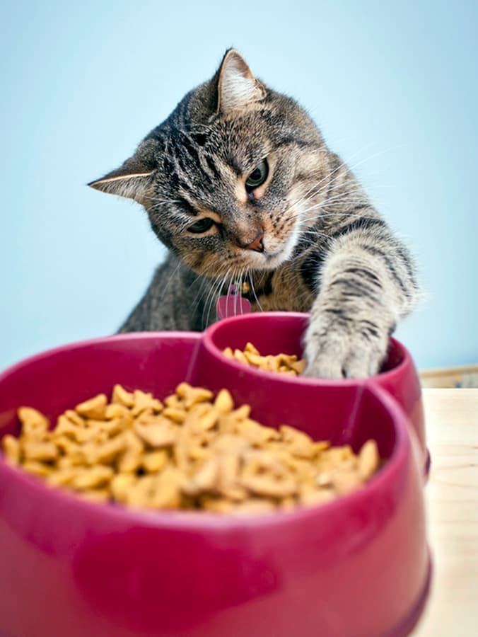 Why Do Cats Take Food Out of Their Bowls to Eat It?