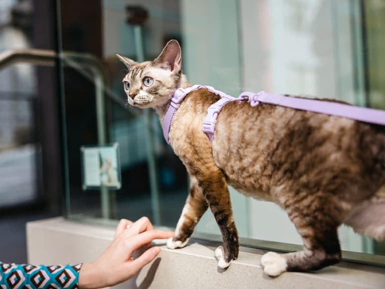 devon rex on leash