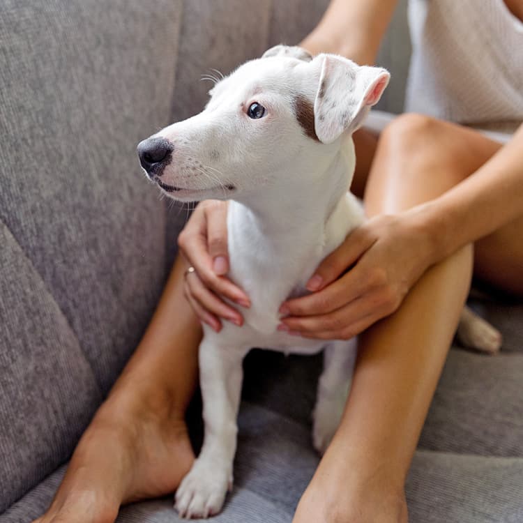 How Keep Your Pet Safe During a Hurricane—And Make Sure You’re Prepared
