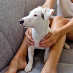 How Keep Your Pet Safe During a Hurricane—And Make Sure You’re Prepared