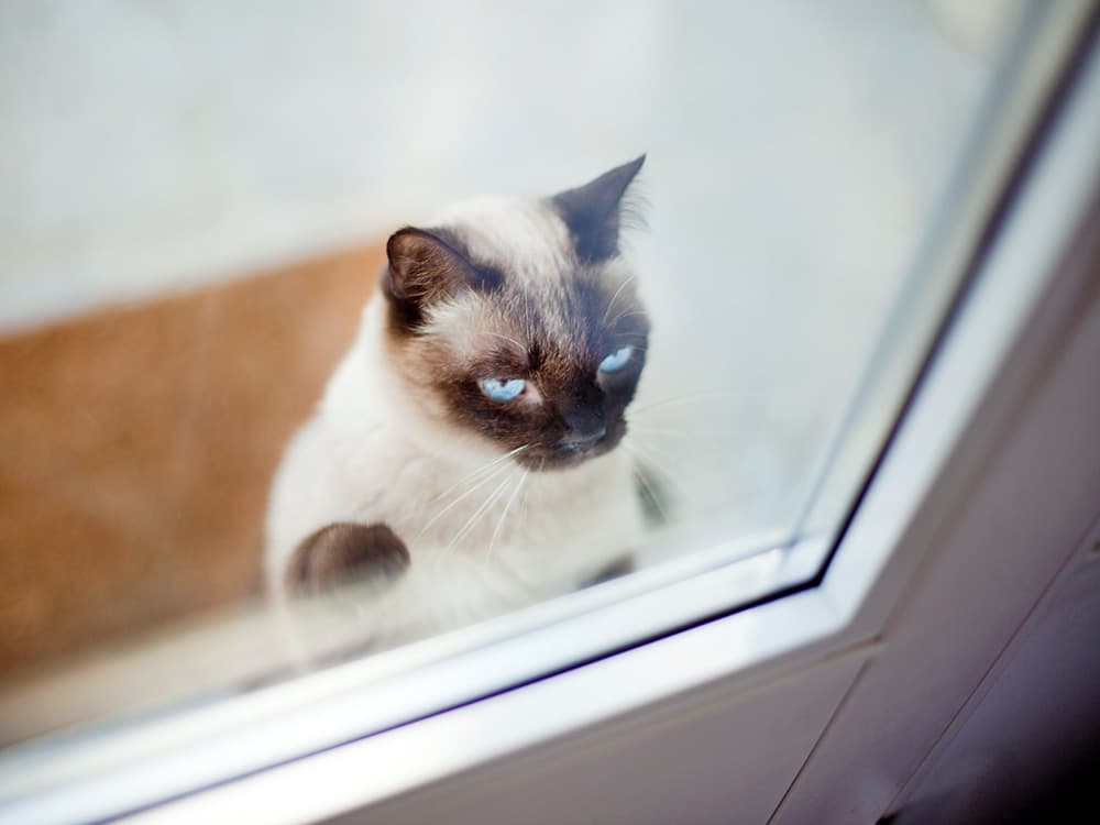 Can You Turn an Outdoor Cat Into an Indoor Cat Without Making Them Miserable?