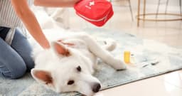 What Should I Include in My Pet’s First Aid Kit?
