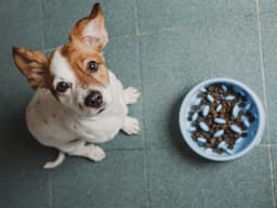 How to Slow Down a Dog Who Eats Too Fast