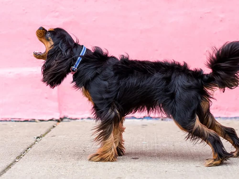 Do Dogs Throw Temper Tantrums?