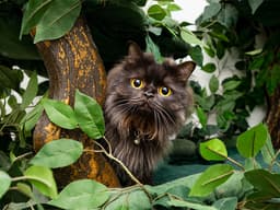 How to Do the Impossible: Take Great Photos of Your Cat