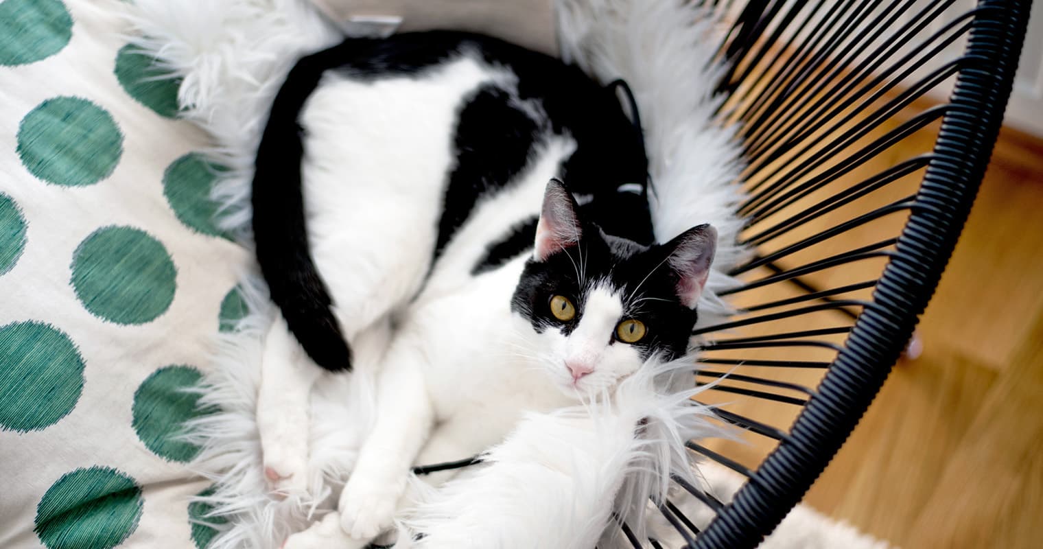 Best Names for Black and White (Tuxedo) Cats