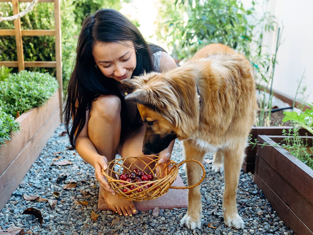 Can Dogs Eat Cherries?