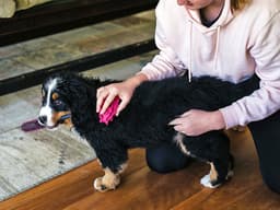 How to Identify Fleas on Dogs and Humans