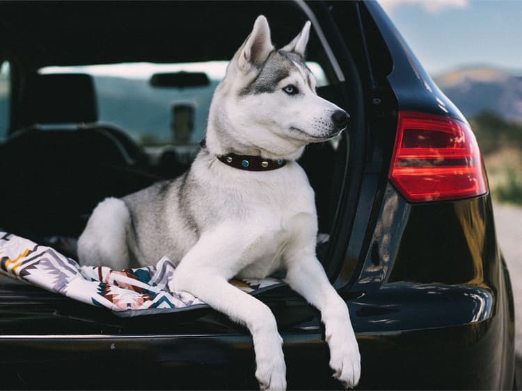 How to Road Trip with Dogs