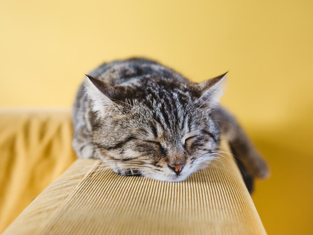 A Guide to Cat Acne: Find Solutions to Clear Your Cat’s Skin