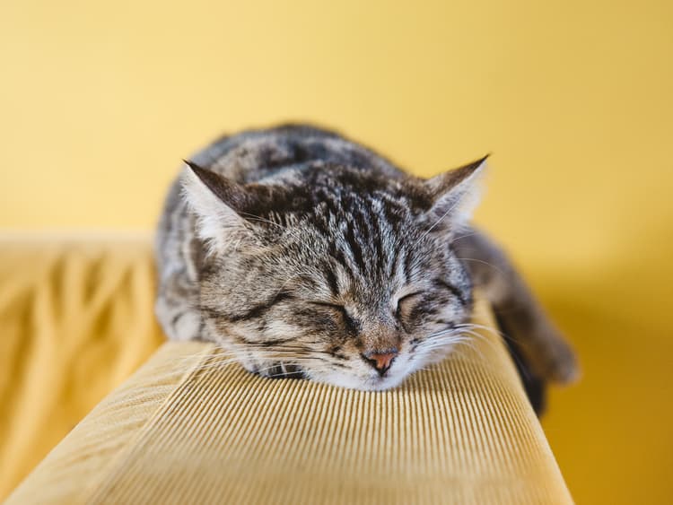 A Guide to Cat Acne: Find Solutions to Clear Your Cat’s Skin