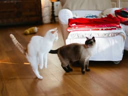 Me-OW! Should I Break Up a Cat Fight?
