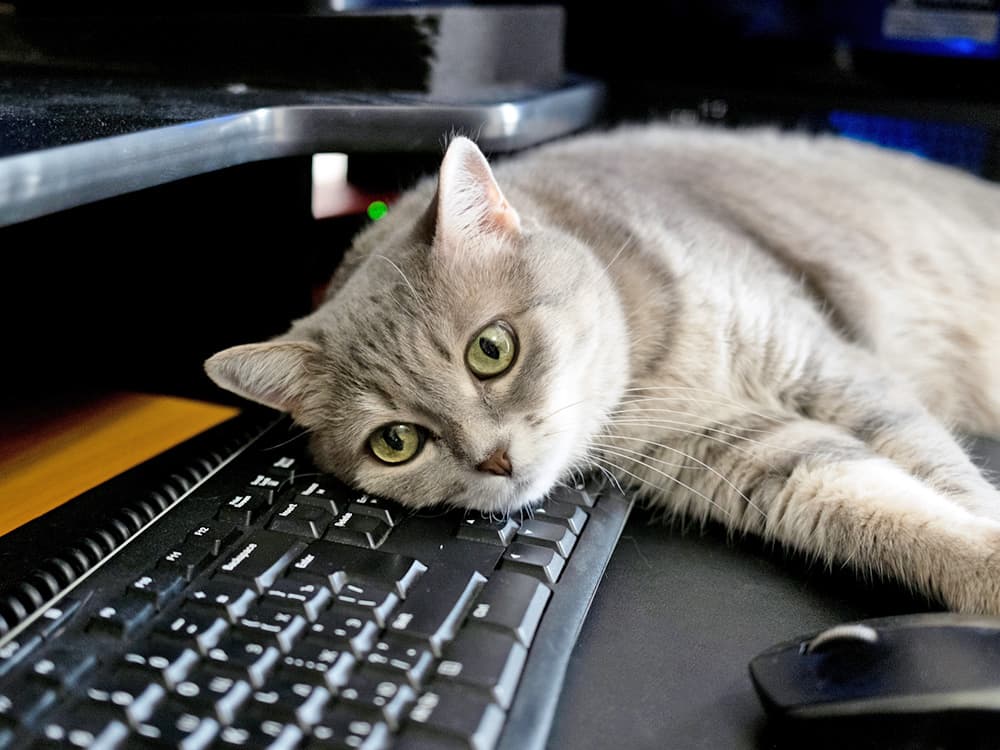 busy cat on computer