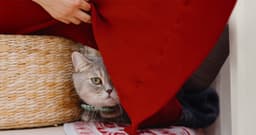 How to Help a Scared Cat Adjust to a New Home