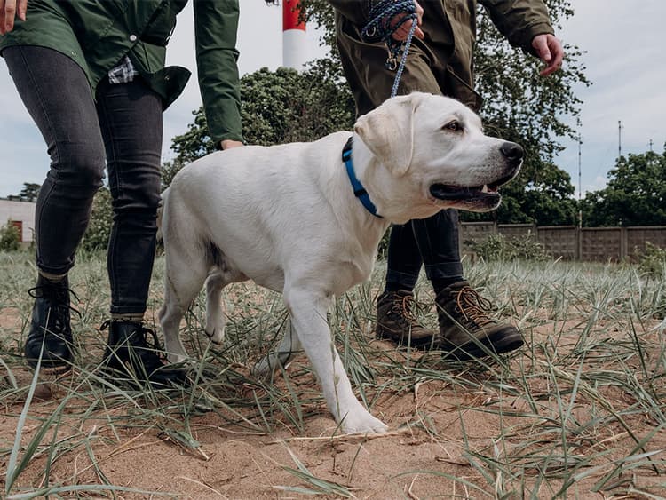 Pet Detective: Improve the Odds When a Best Friend Goes Missing