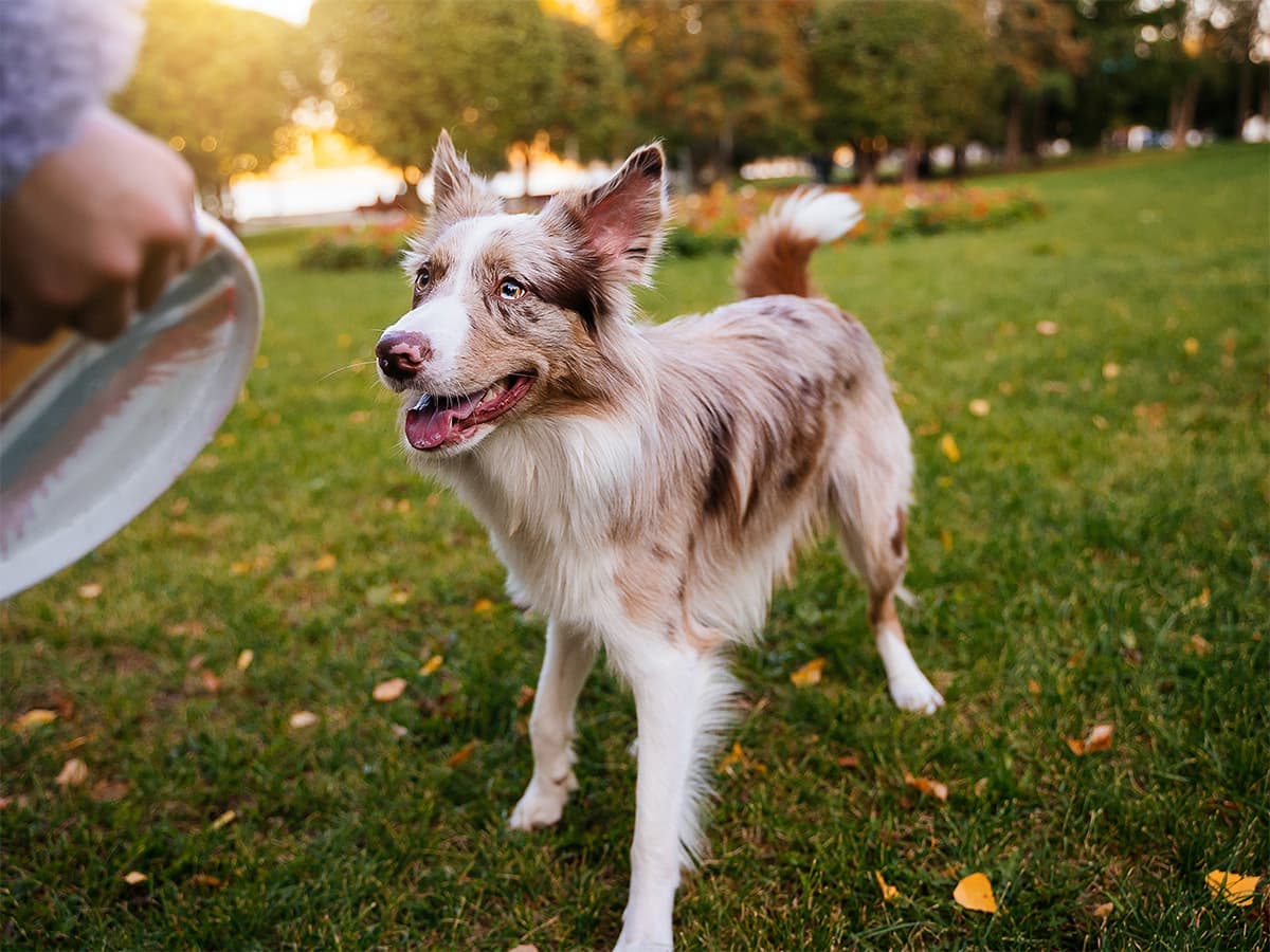 Merle border collie playing fetch