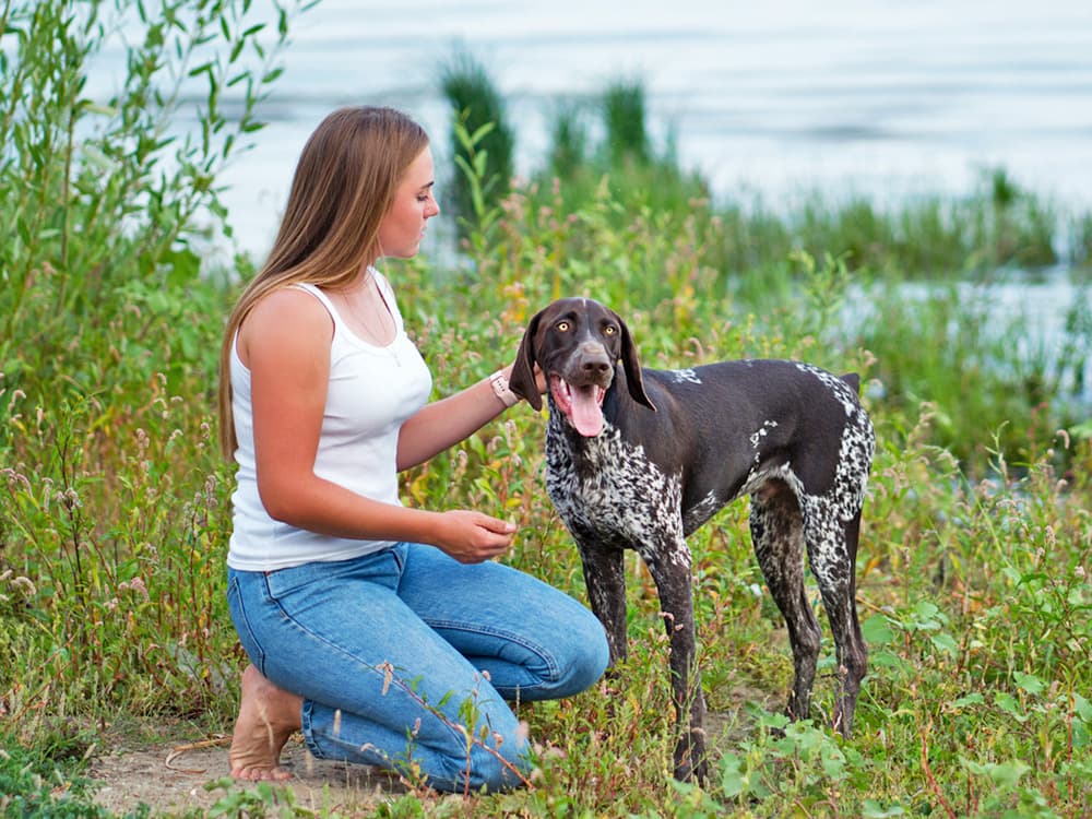 german shorthaired pointer outdoors