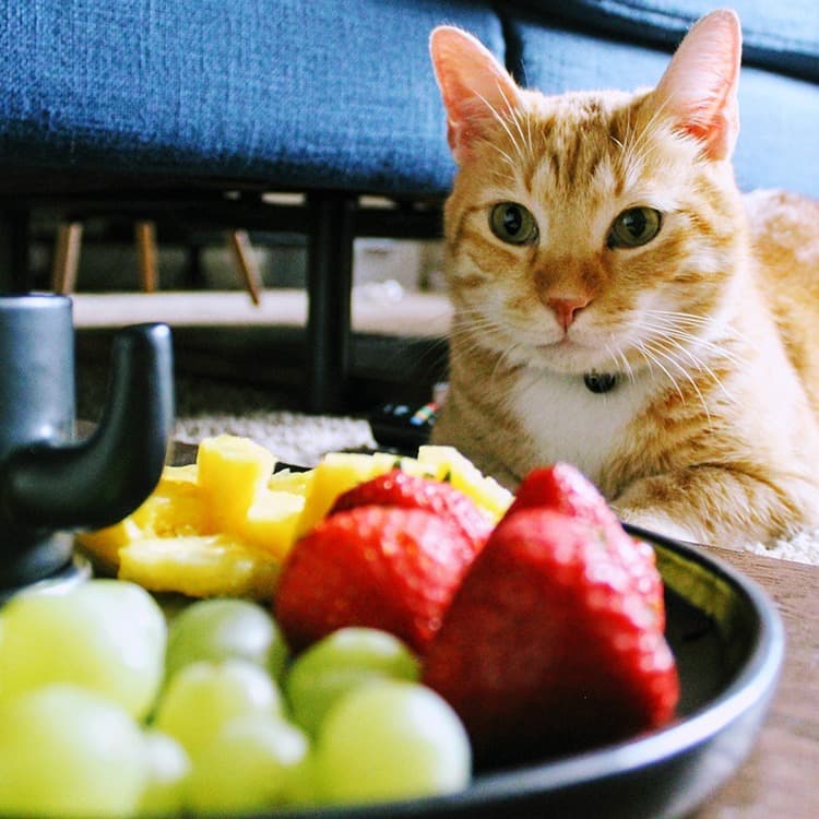 Can Cats Eat Grapes?