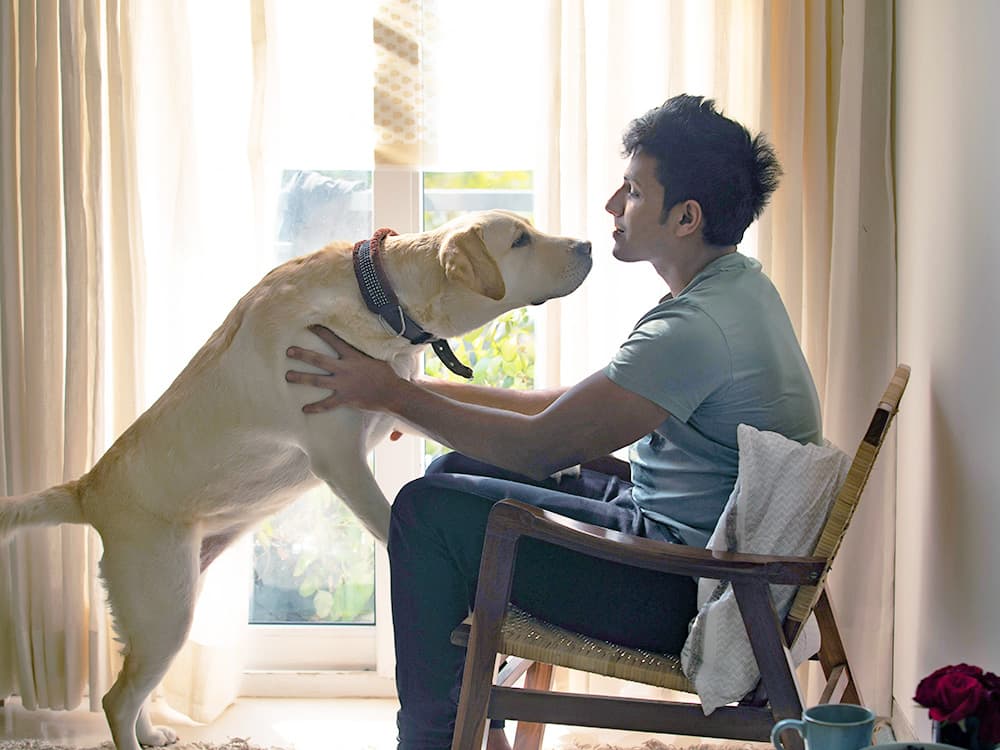 8 Reasons Your Dog is Standing on You and What to Do About It