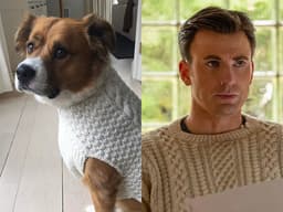 Chris Evans and His Dog Are the Cutest