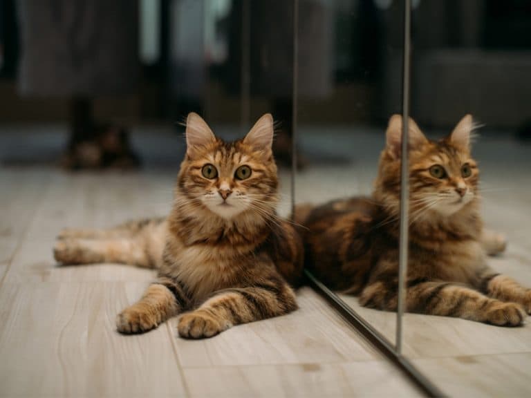 American Bobtail cat