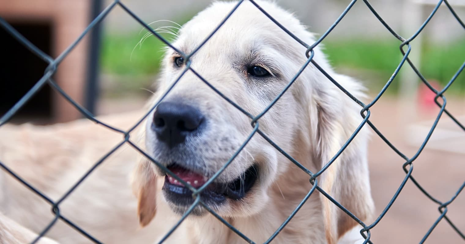 How Long Does the Humane Society Keep Golden Retrievers?