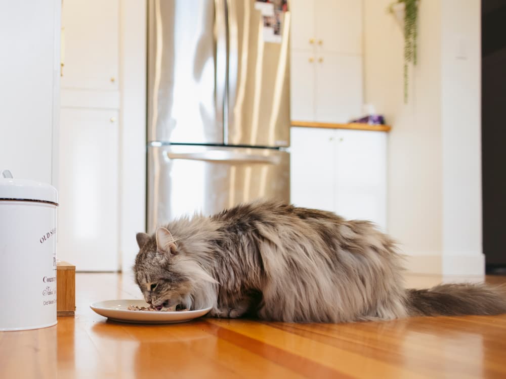 8 Cat Meal Toppers for Finicky Eaters