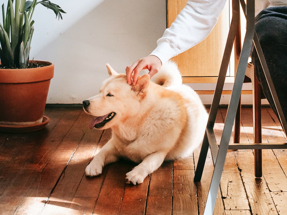 How to Pet a Dog — Yes, You Do Need Lessons